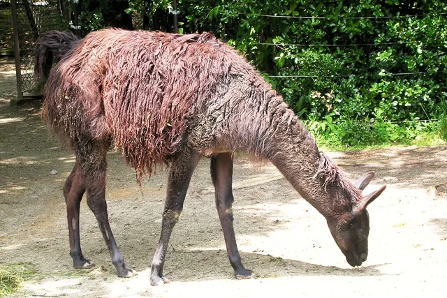 八木山動物公園フジサキの杜