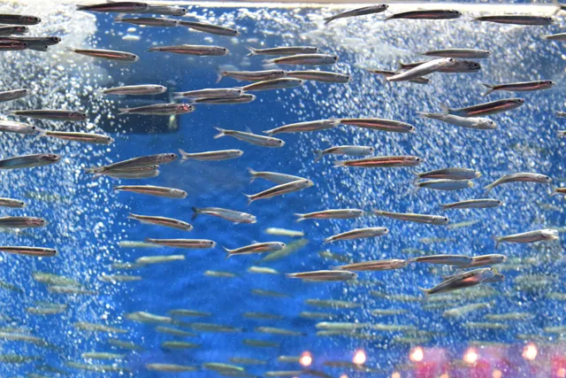 仙台うみの杜水族館